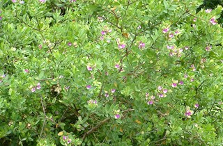 Sweet pea shrub